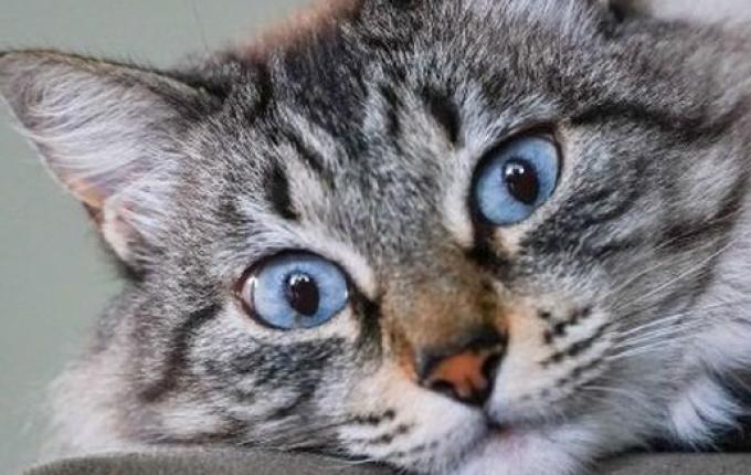 Homem que dava bebida alcoólica para gato em SC é condenado