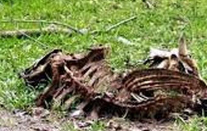 SJO inicia parceria com empresa de Recolha de Carcaças Bovinas