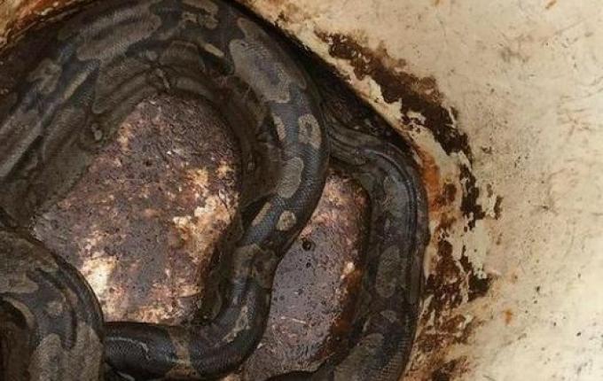 FOTOS: Jiboia é encontrada em carga de tubos em Chapecó