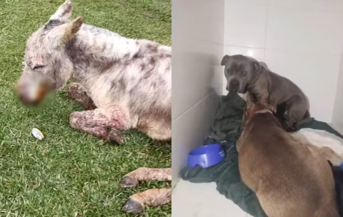Pitbulls invadem sítio, atacam burro de estimação e animal passa por eutanásia em SC