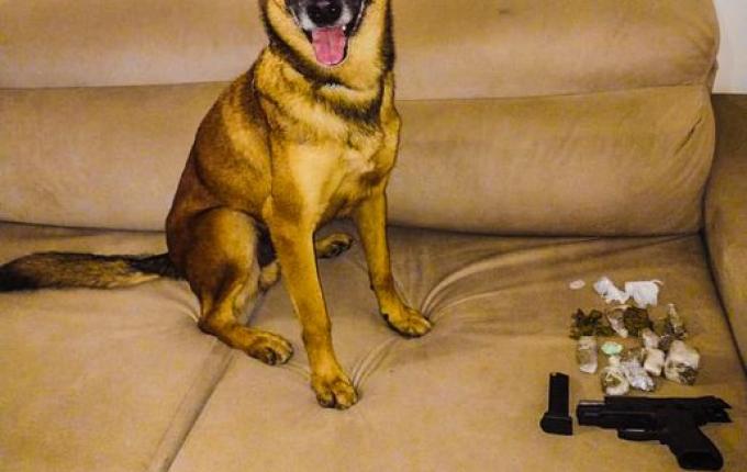 PM de Seara e Canil de Concórdia prendem 4 pessoas por tráfico de drogas