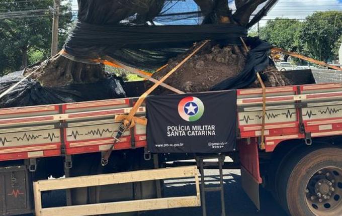 PM apreende caminhão com árvores de oliveira suspeitas de contrabando na SC-161