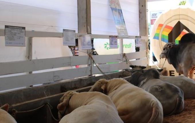 Expositores apostam em genética avançada na Faismo 2025