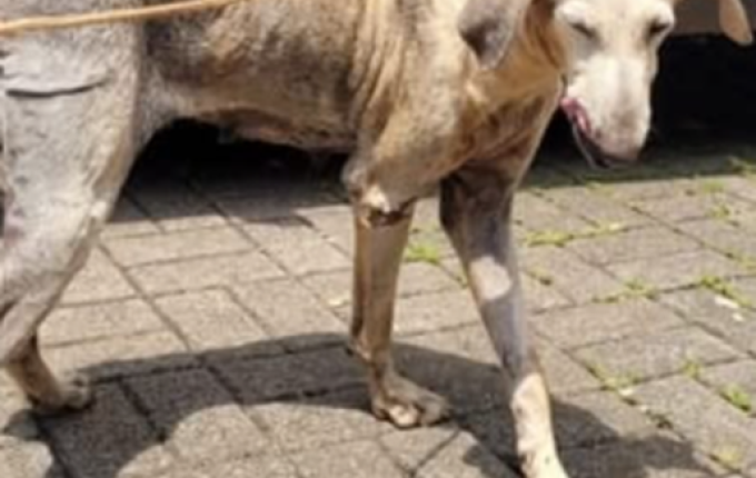 Cadela vítima de maus-tratos é encaminhada para adoção responsável em Mondaí