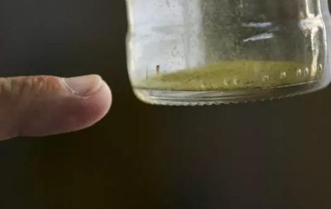 Município de SC registra primeiro caso de chikungunya em jovem de 19 anos