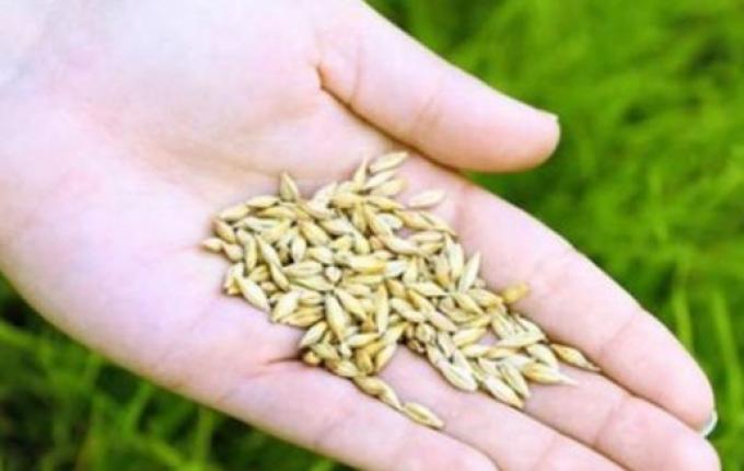 Agricultura entrega autorizações do programa de Sementes de Pastagens