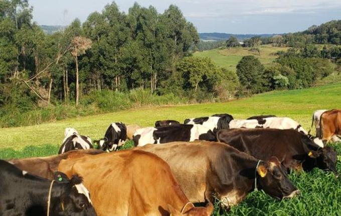 Produtores debatem futuro da cadeia do leite em seminário regional