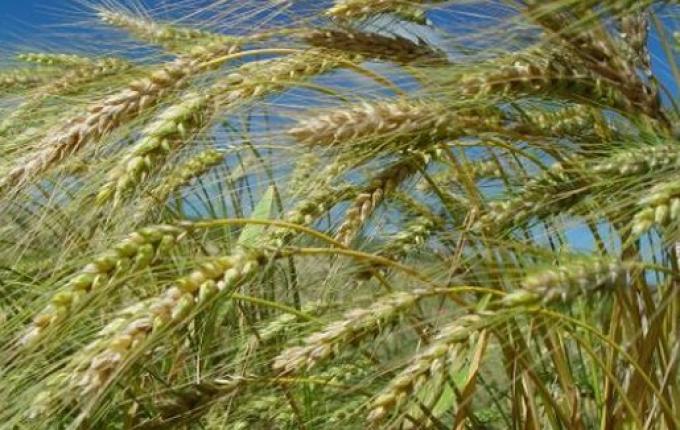 Safra de trigo no Extremo Oeste é a mais beneficiada com o inverno