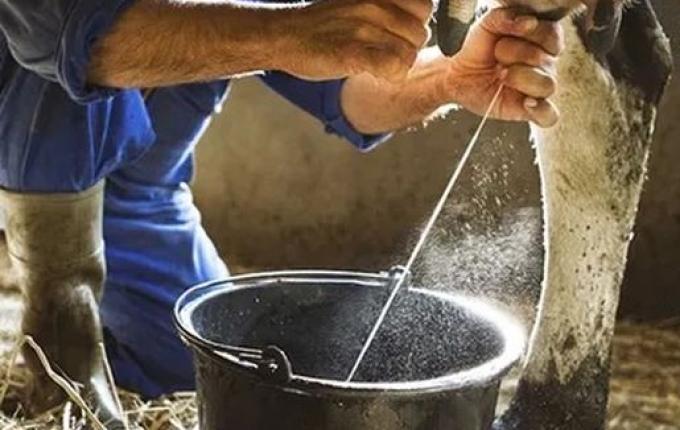 Crise no setor leiteiro em SC é uma das piores da história, alertam entidades