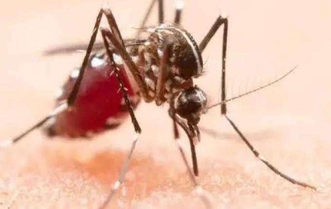 Cidade do Oeste concentra 73,4% dos casos de chikungunya de SC