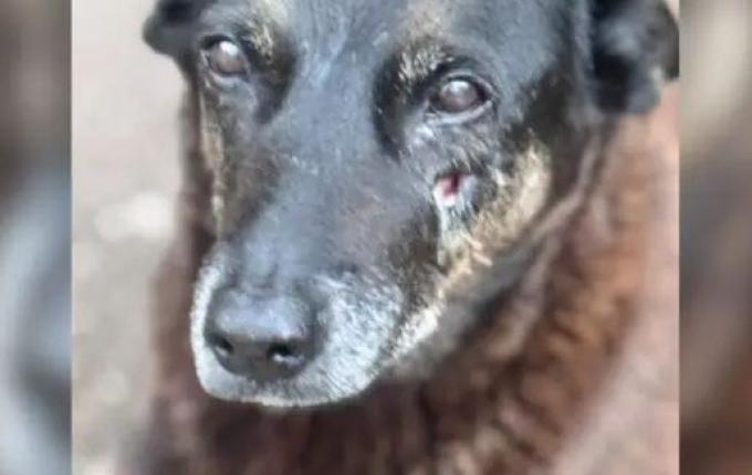 Caso Orelha: polícia solicita internação de adolescente