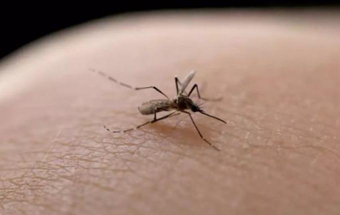 Santa Catarina registra mais de 300 mil casos prováveis de dengue