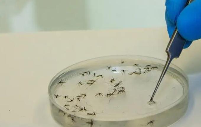 Brasil investiga as primeiras suspeitas de morte por febre oropouche no mundo