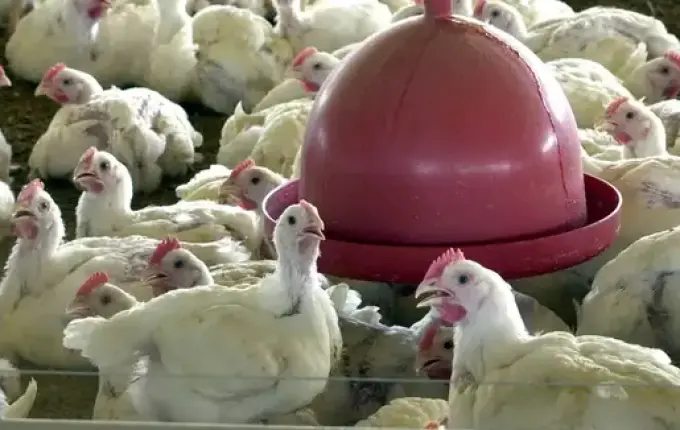 Mais três países suspendem importação de frango do Brasil