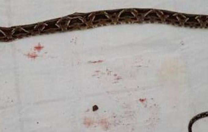 Mulher é picada por cobra venenosa no interior de Bandeirante