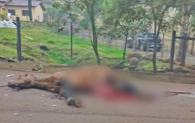 Colisão entre carro e cavalo deixa homem ferido no interior de Paraíso