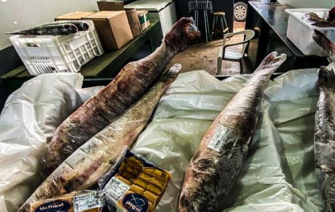 SMO: movimentação na Feira Livre para compra de peixes é intensa