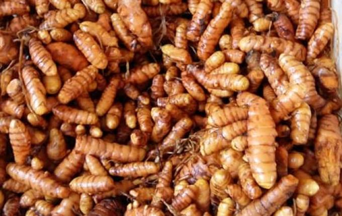 Produtores de Açafrão iniciam a colheita e novo plantio