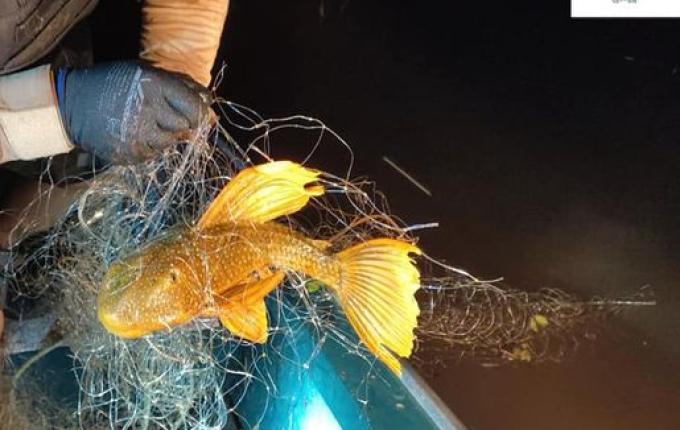 Polícia Ambiental apreende 1550 metros de redes de pesca em Itapiranga