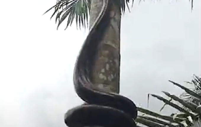 VÍDEO: Cobra ‘gigante’ escala árvore e assusta moradores
