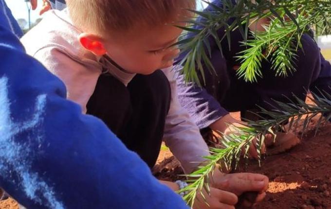 Alunos plantam araucária no Dia Mundial do Meio Ambiente