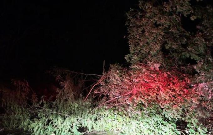 Temporal derruba árvore e bloqueia BR-282 em São Miguel Oeste