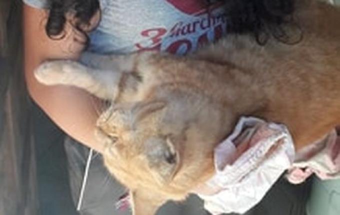 Moradores denunciam envenenamento de animais em Bairro de SMOeste