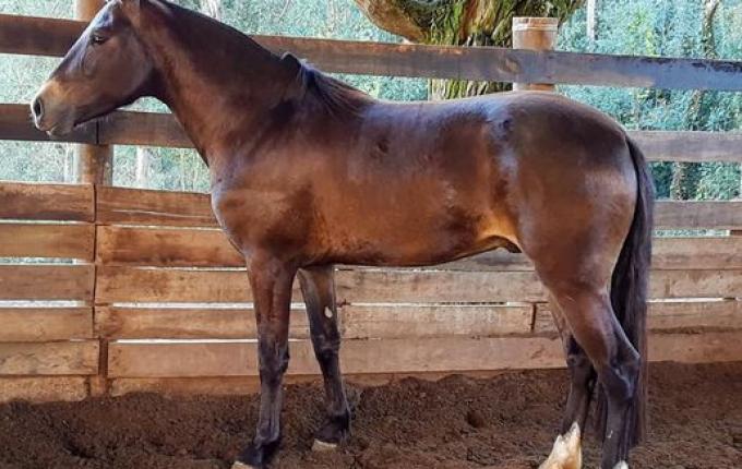 Primeiro encontro do cavalo campeiro marchador será neste final de semana