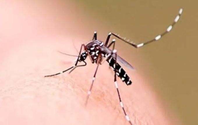 Mortes por dengue diminuem 94% em SC, mas verão acende alerta para aumento de casos