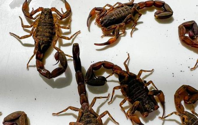 Agricultor encontra 18 escorpiões em Paraíso e entrega ao Corpo de Bombeiros; assista