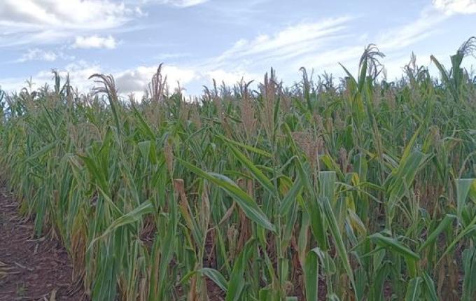 Itapiranga define Situação de Emergência por perdas com a estiagem