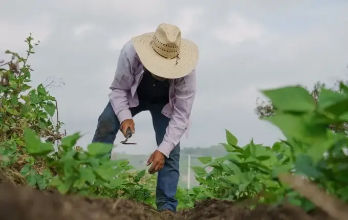 Senado aprova renegociação de dívidas de produtores rurais