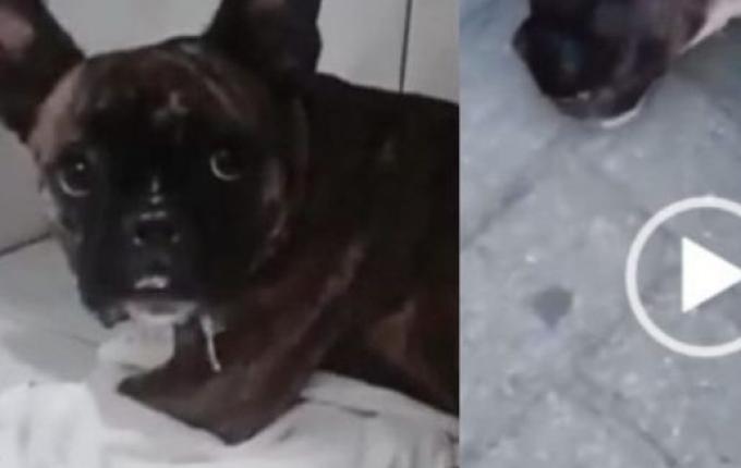 Justiça decide novo lar de cadela resgatada pela PM; assista ao vídeo