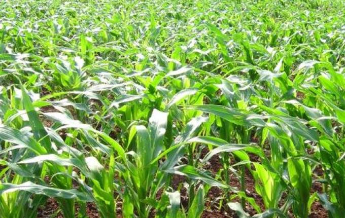 Epagri monitora lavouras em virtude do excesso de chuva e baixas temperaturas