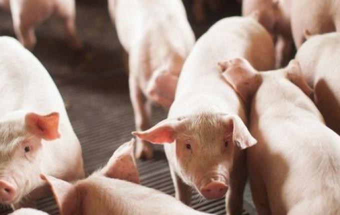 SC bate recorde com embarque de 55,7 mil toneladas de carne suína em janeiro