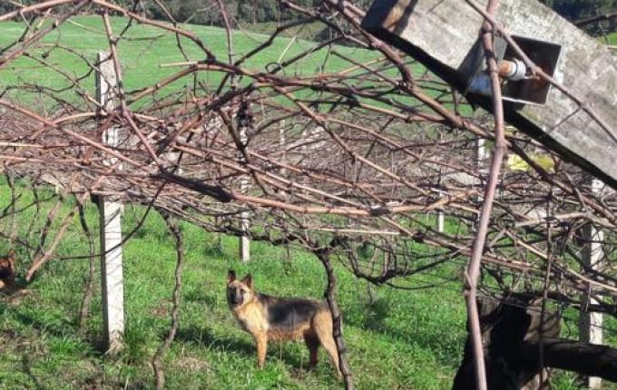 Inverno com pouca incidência de frio prejudica a produção de frutas