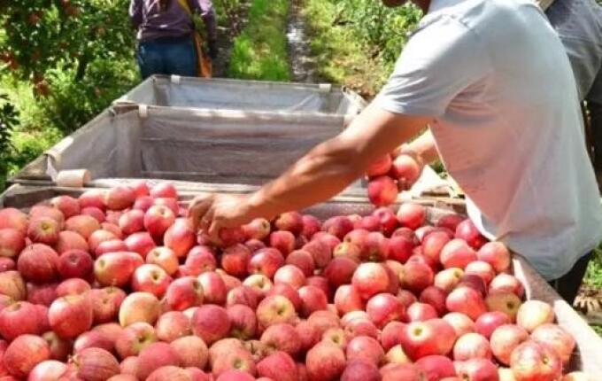 Safra da maçã em SC deve crescer 28% neste ano e preços começam a cair
