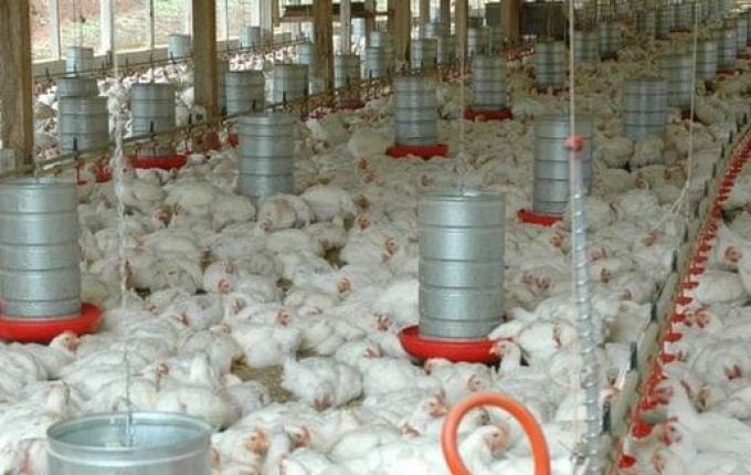 SC bate recorde histórico com mais de 328 mil toneladas de carnes exportadas em 2025