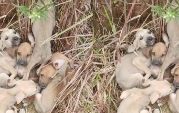 Seis cães são abandonados em estrada e polícia resgata filhotes em SC