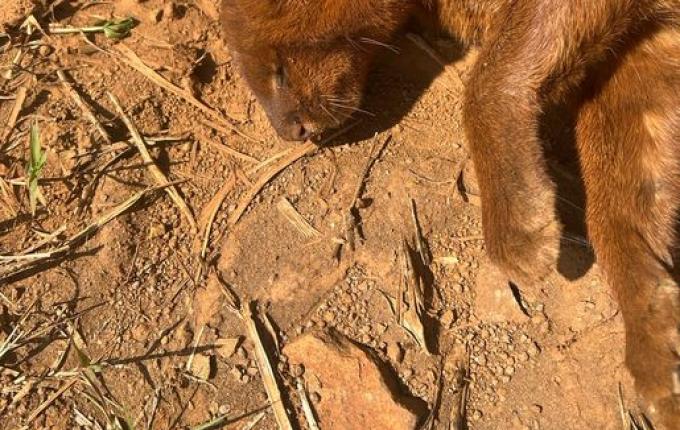 Gato-Mourisco Vermelho é encontrado atropelado no interior de Guarujá do Sul
