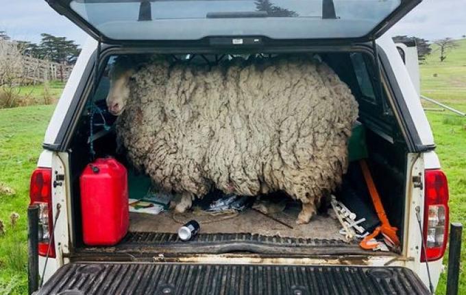 Ovelha perdida reaparece gigante após 7 anos sem tosa