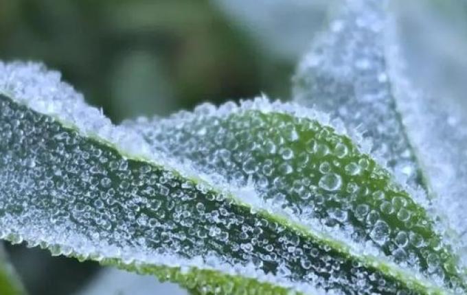 Serra catarinense registra geada e mínima de 1,6°C a 40 dias do verão