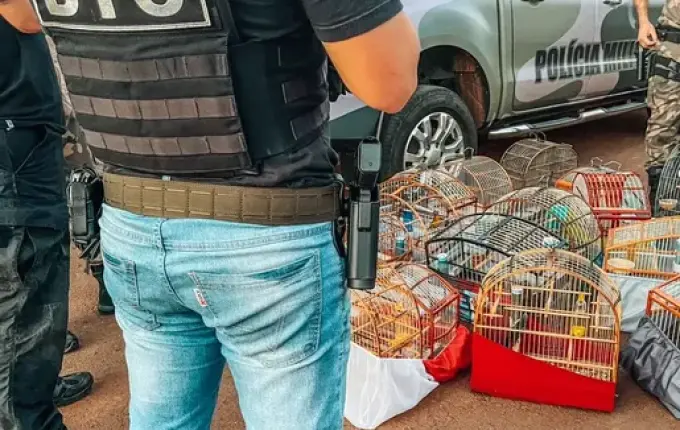 Mais de 15 aves silvestres são apreendidas em uma residência no Oeste de SC