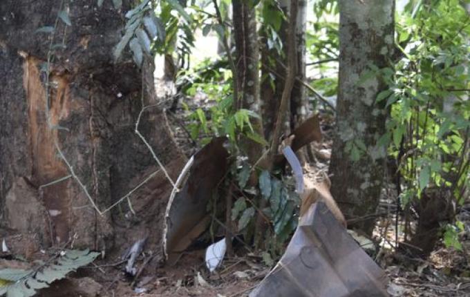 Mulher sofre ferimentos em colisão contra árvore