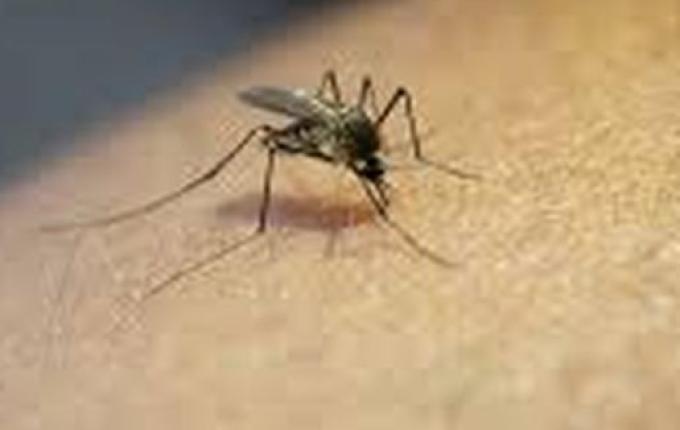 Princesa confirma o quarto caso de Dengue deste ano