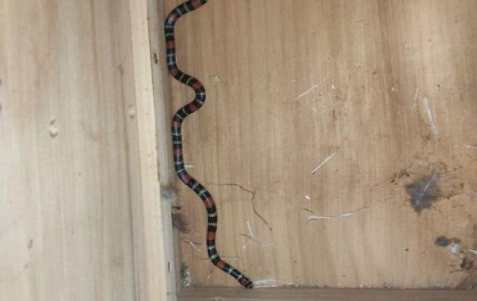 Cobra coral é encontrada dentro de residência na cidade