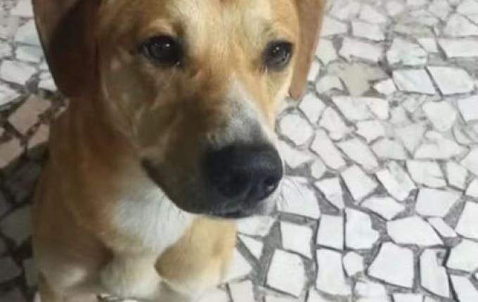 Adolescentes que agrediram cão Orelha em Florianópolis também tentaram afogar outro animal