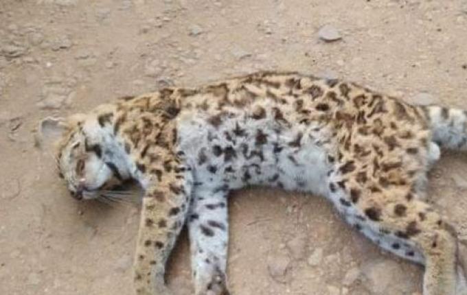 Gato-do-mato-pequeno é encontrado morto em Itapiranga