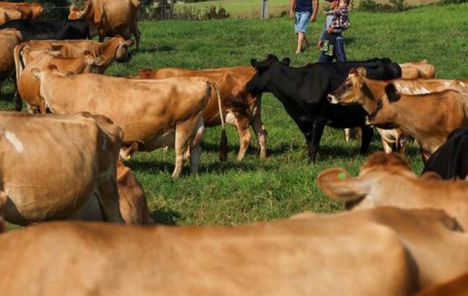 Santa Catarina registra aumento na produção de leite e ovos em 2023