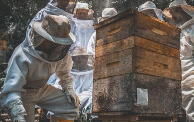Corpo Bombeiros alerta para aumento de ocorrências com abelhas em SC